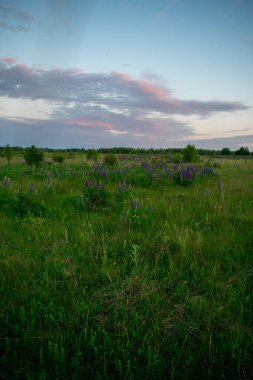 Yazın tarlada hoş ve güzel bir gün doğumu