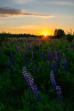 Yazın tarlada hoş ve güzel bir gün doğumu