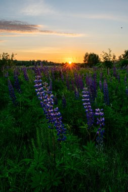 Yazın tarlada hoş ve güzel bir gün doğumu