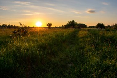 Açık yaz gündoğumu tarlada