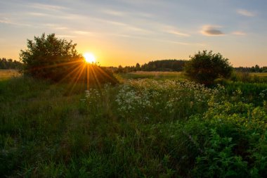 Açık yaz gündoğumu tarlada