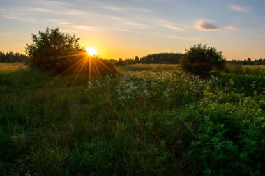 Açık yaz gündoğumu tarlada
