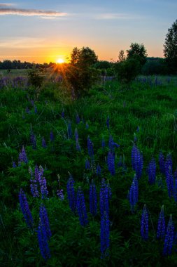 Yazın tarlada hoş ve güzel bir gün doğumu