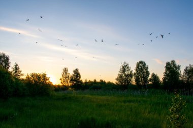 Açık yaz gündoğumu tarlada