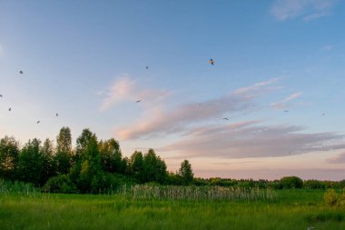 Açık yaz gündoğumu tarlada