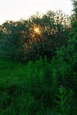 Açık yaz gündoğumu tarlada