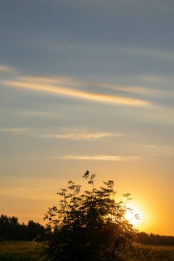 Açık yaz gündoğumu tarlada