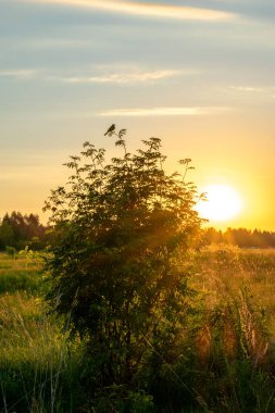 Açık yaz gündoğumu tarlada