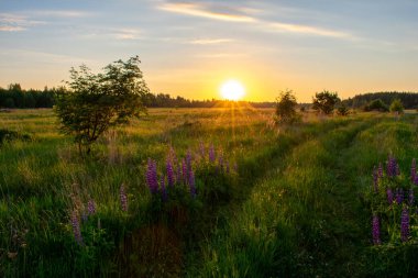 Açık yaz gündoğumu tarlada