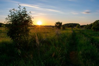 Açık yaz gündoğumu tarlada