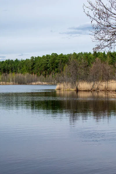 Belle Rive Forestière Lac Été — Photo