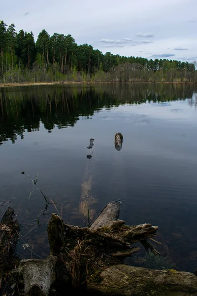 Magnifique Bord Lac Forestier Été — Photo