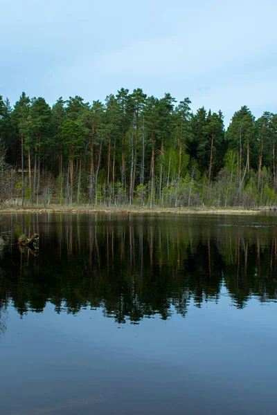 Magnifique Bord Lac Forestier Été — Photo