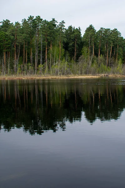 Magnifique Bord Lac Forestier Été — Photo