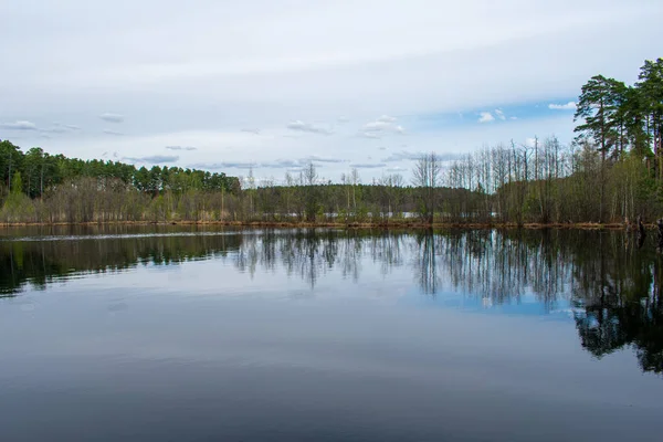 Magnifique Bord Lac Forestier Été — Photo