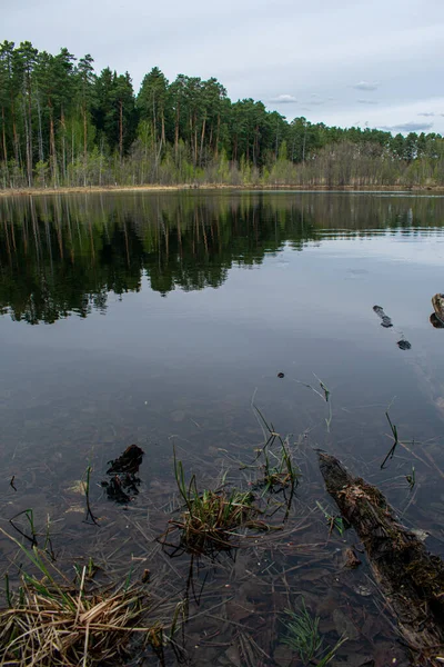 Magnifique Bord Lac Forestier Été — Photo