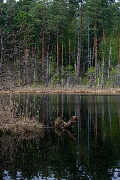 Красивые Лесные Озера Летнее Время — стоковое фото