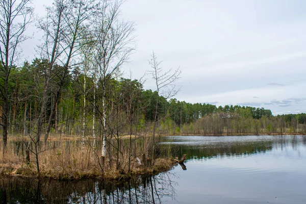 Magnifique Bord Lac Forestier Été — Photo