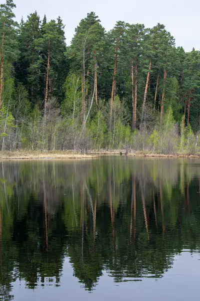 Belle Rive Forestière Lac Été — Photo