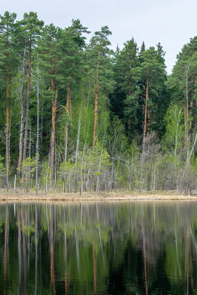 Красивый Лесной Берег Озера Летом — стоковое фото