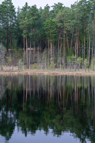 Красивый Лесной Берег Озера Летом — стоковое фото