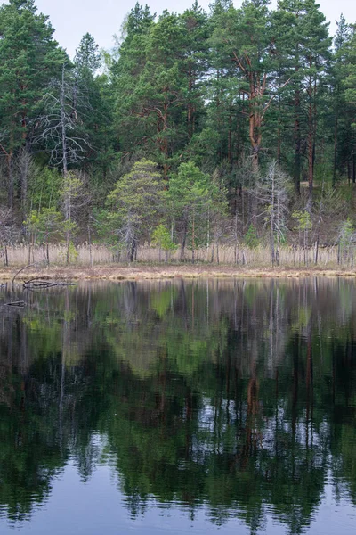 Belle Rive Forestière Lac Été — Photo