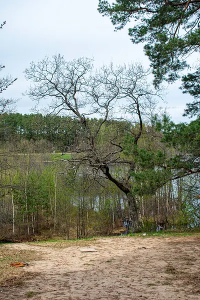 Belle Rive Forestière Lac Été — Photo