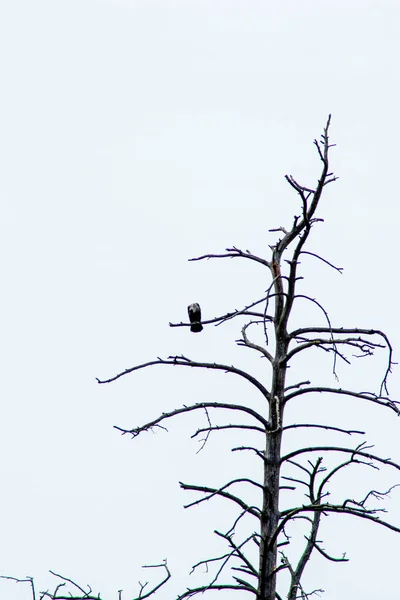 Oiseau Est Assis Sur Une Branche Arbre — Photo