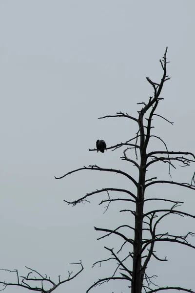Ptak Siedzi Gałęziach Drzewa — Zdjęcie stockowe