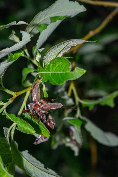 딱정벌레가 나뭇가지에 수있습니다 — 스톡 사진