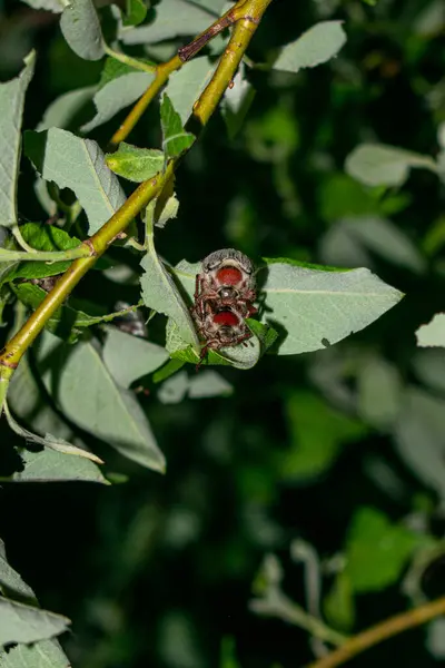 Maikäfer Sitzt Auf Einem Ast — Stockfoto