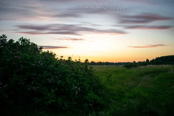 Lever Soleil Doux Beau Dans Champ Été — Photo