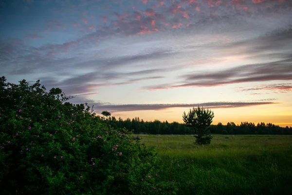 Sanfter Und Schöner Sonnenaufgang Auf Dem Feld Sommer — Stockfoto