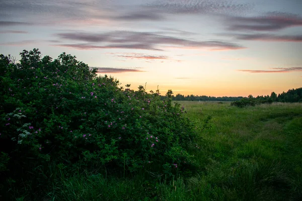 Lever Soleil Doux Beau Dans Champ Été — Photo