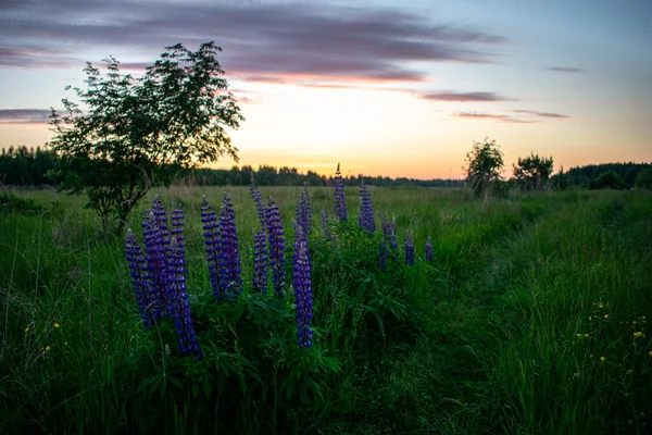 Dolce Bella Alba Nel Campo Estate — Foto Stock