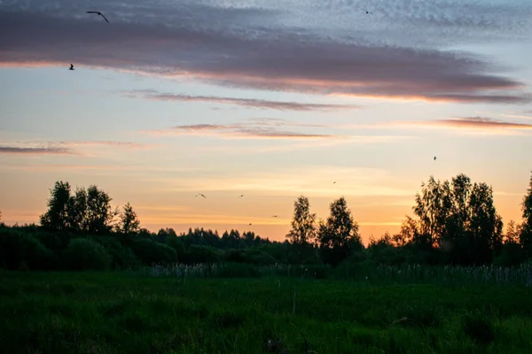 Suave Belo Nascer Sol Campo Verão — Fotografia de Stock