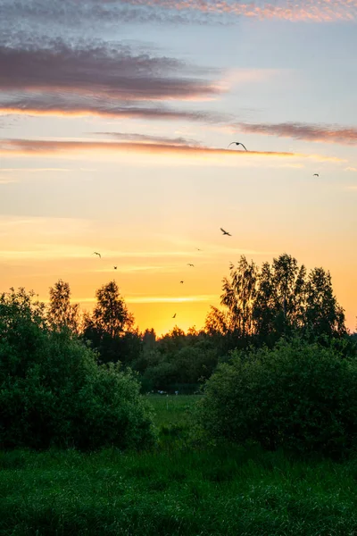 Suave Belo Nascer Sol Campo Verão — Fotografia de Stock