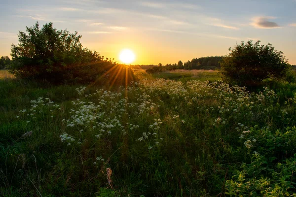 Lever Soleil Été Lumineux Dans Champ — Photo