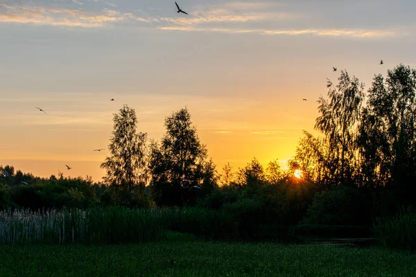 Яскравий Літній Схід Сонця Полі — стокове фото