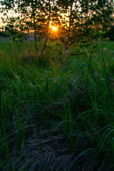 Lever Soleil Été Lumineux Dans Champ — Photo