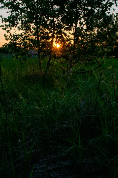 Lever Soleil Été Lumineux Dans Champ — Photo