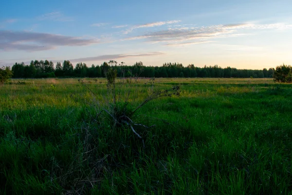 Açık yaz gündoğumu tarlada