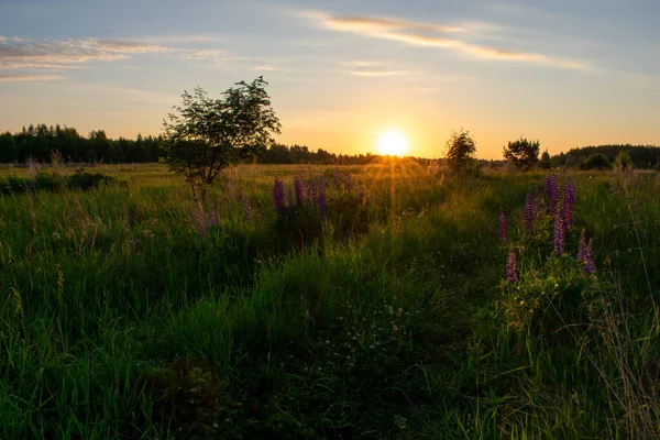 Brillante Amanecer Verano Campo — Foto de Stock