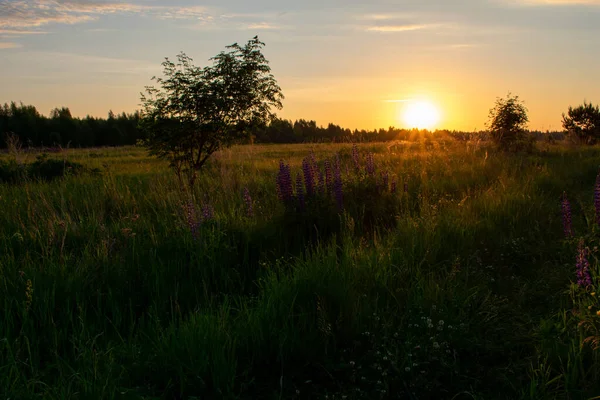 Lever Soleil Été Lumineux Dans Champ — Photo