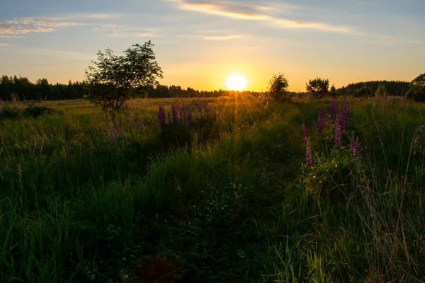 Яскравий Літній Схід Сонця Полі — стокове фото