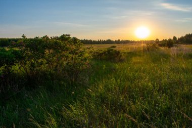 Açık yaz gündoğumu tarlada