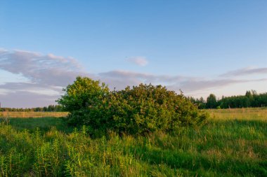 Açık yaz gündoğumu tarlada
