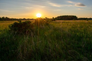 Açık yaz gündoğumu tarlada