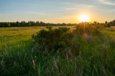 Açık yaz gündoğumu tarlada