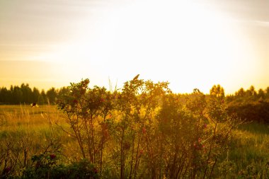 Şafakta tarlada yabani gül çiçekleri